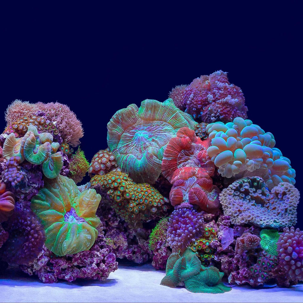 River Rock/Coral Bliss Background N540