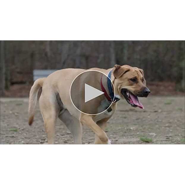 Chicken Dog Chews D859824