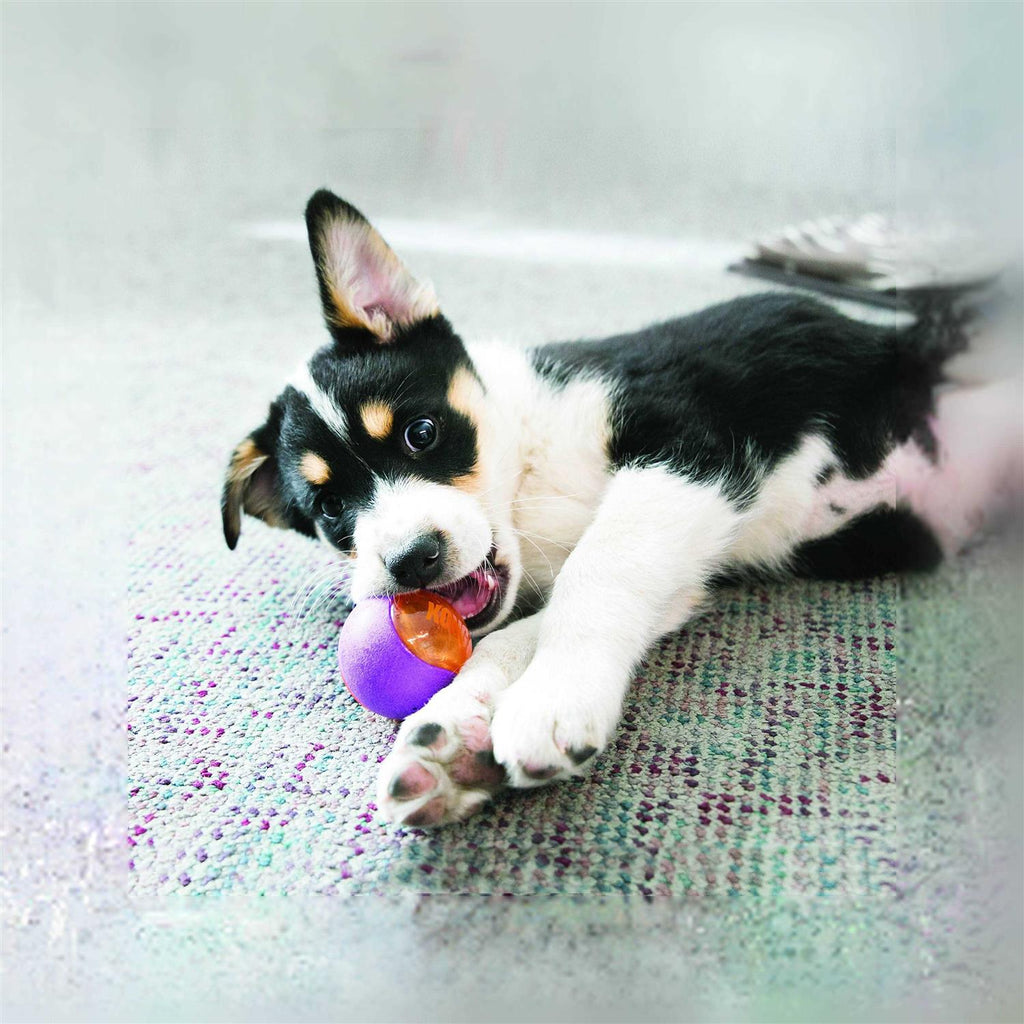Action Ball Dog Toy E5153