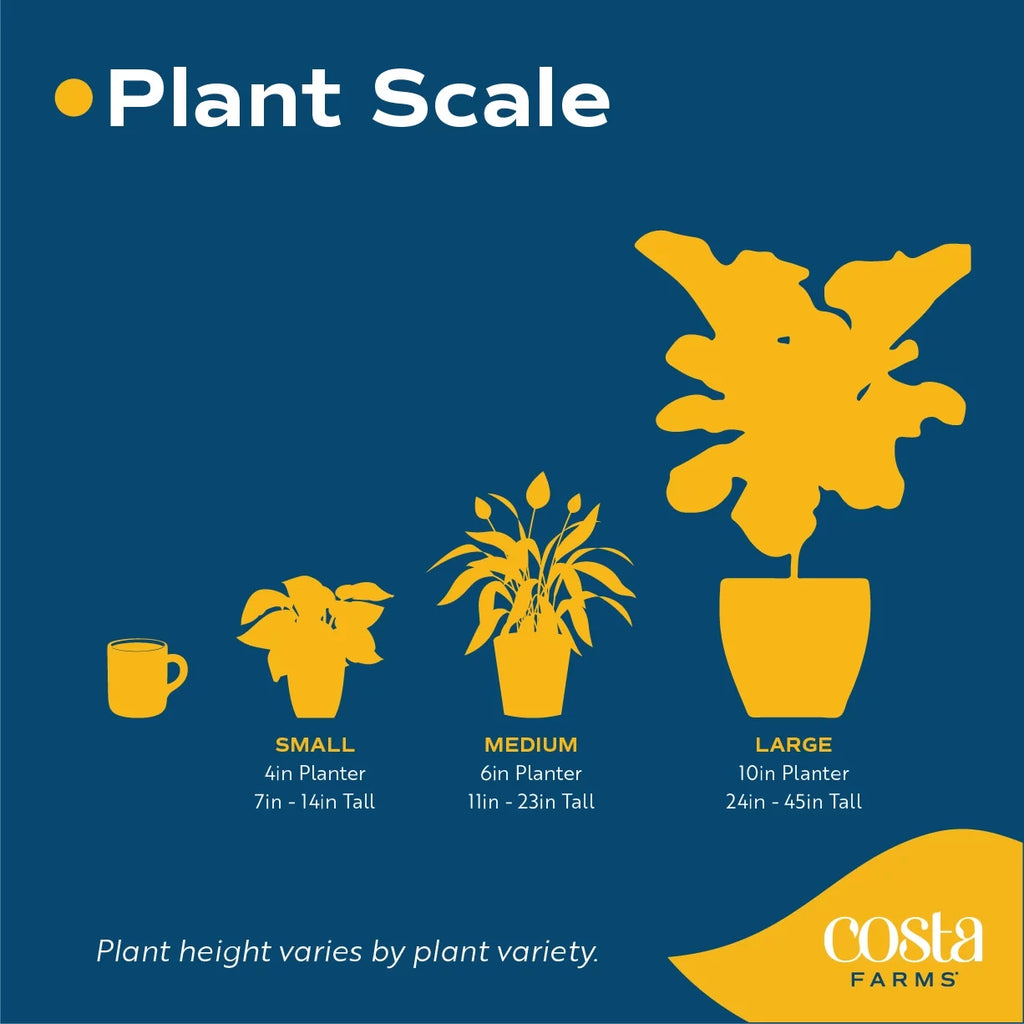20in. Tall Assorted Hibiscus Full Sun Outdoor Plant 5in. Grower Pot 2-Pack A117105