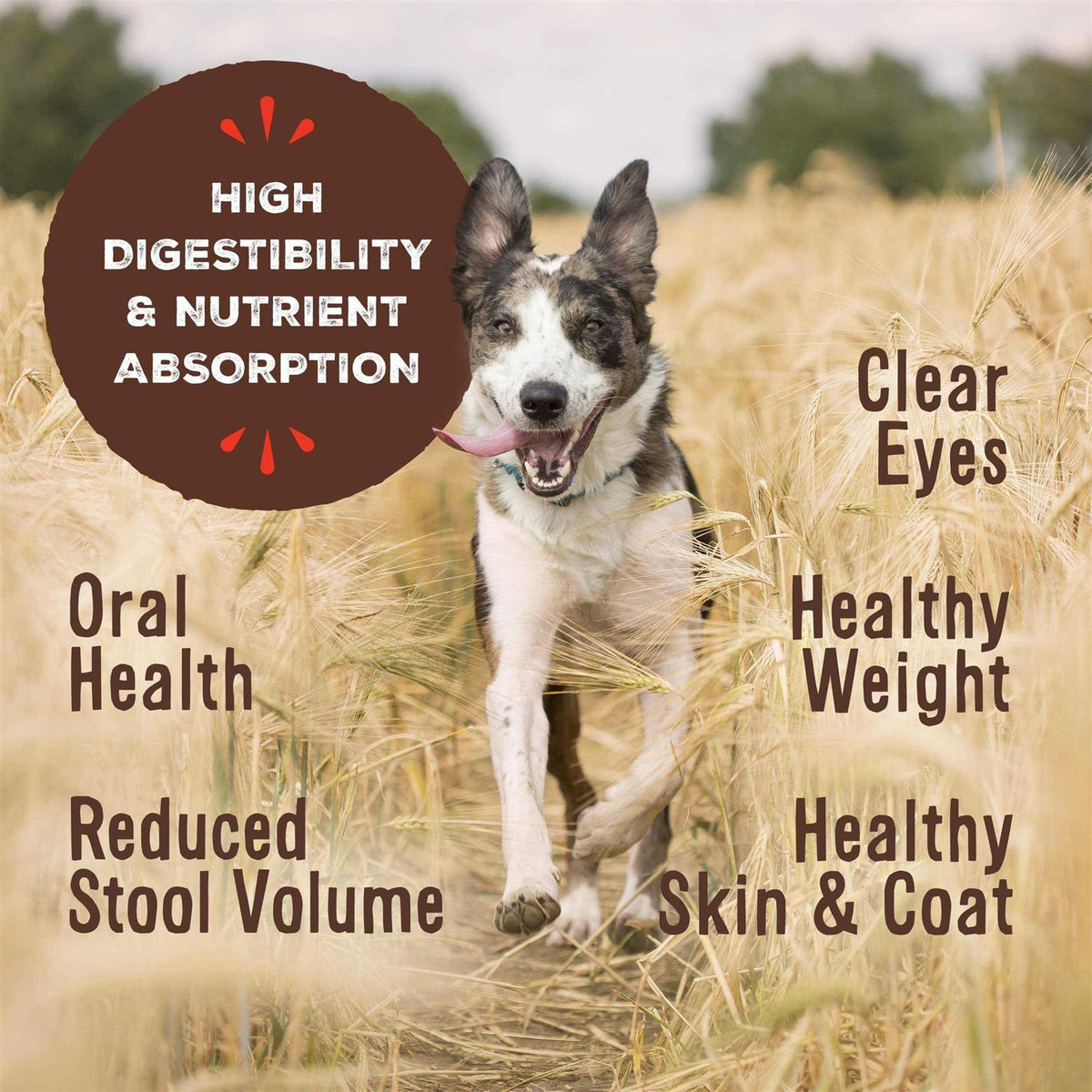 Freeze Dried Beef Pet Supplies V631