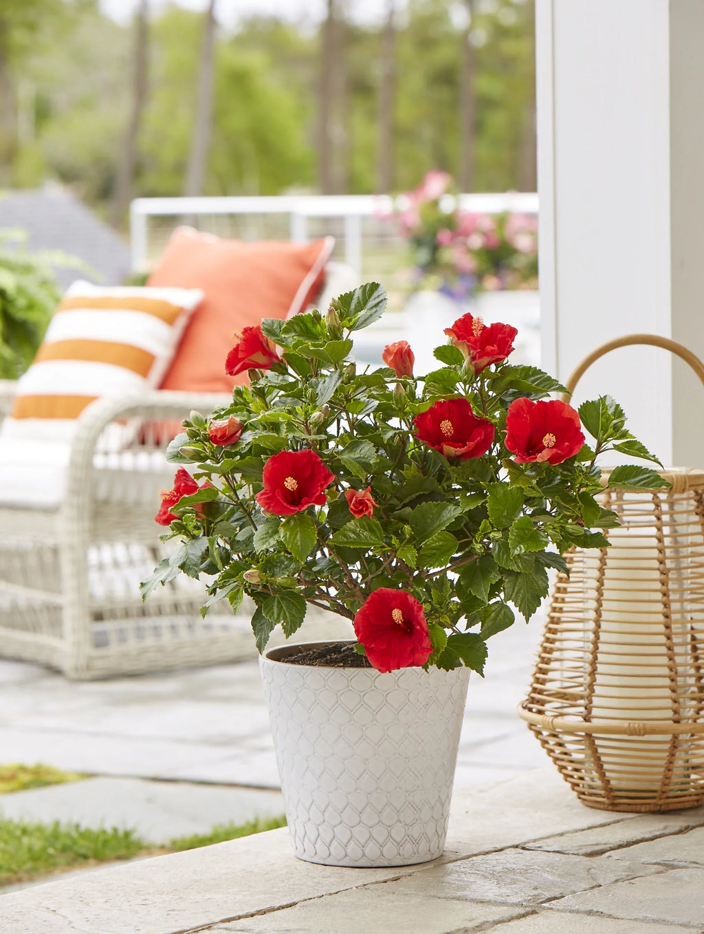 20in. Tall Assorted Hibiscus Full Sun Outdoor Plant 5in. Grower Pot 2-Pack A117105