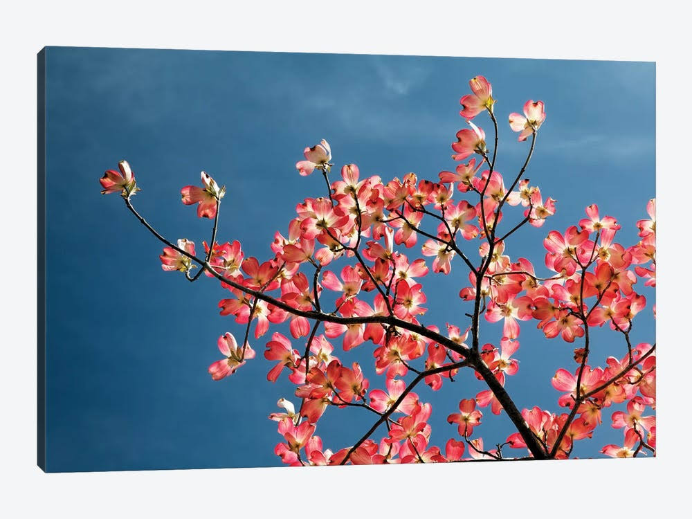 Canvas Art Pink Dogwood Tree Against Blue Sky Floral Botanical Print D34655