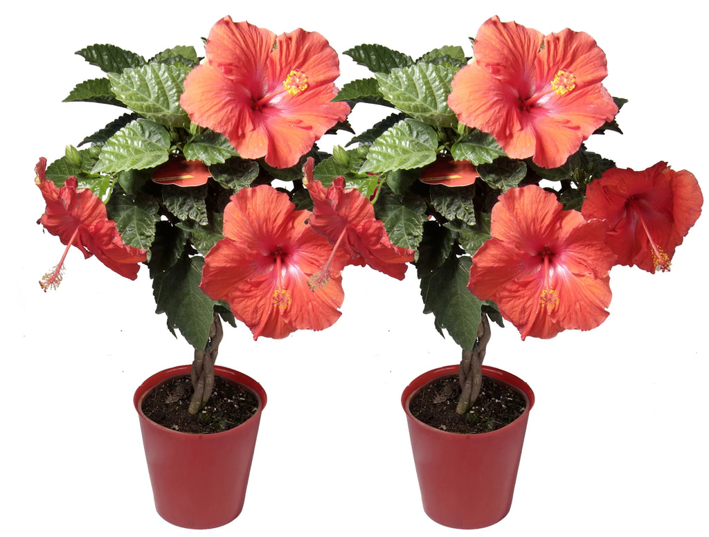 20in. Tall Assorted Hibiscus Full Sun Outdoor Plant 5in. Grower Pot 2-Pack A117105