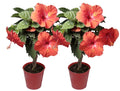 20in. Tall Assorted Hibiscus Full Sun Outdoor Plant 5in. Grower Pot 2-Pack A117105