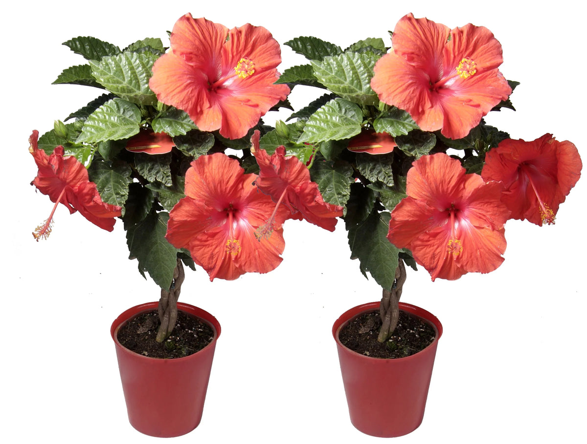 20in. Tall Assorted Hibiscus Full Sun Outdoor Plant 5in. Grower Pot 2-Pack A117105
