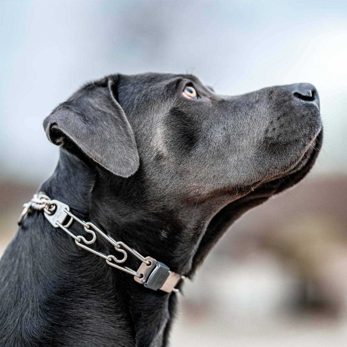 Stainless Steel Quick Release Buckle for Dog Collar H691